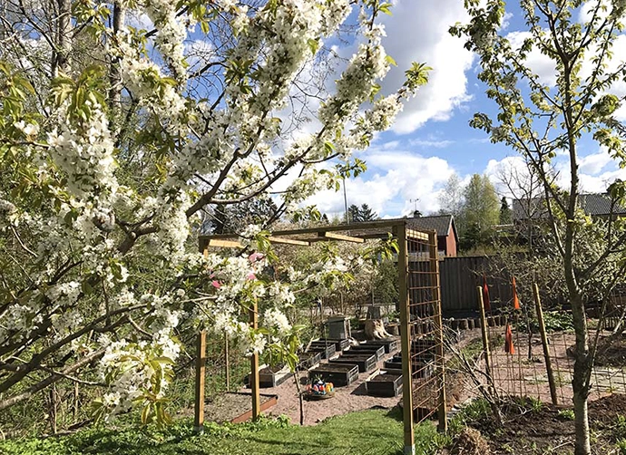 blommande träd på förskolegård