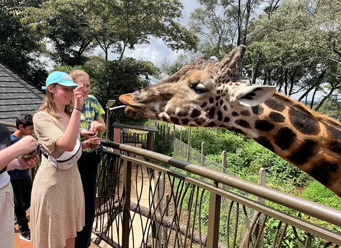 Elever matar en giraff vid staket under studiebesök i djurpark.